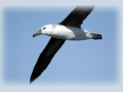 Black-browed albatross