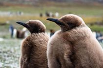 a pair of King penguin chicks