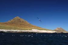 the black-browed albatross colony on Steeple Jason
