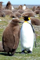 A King penguin with its chick