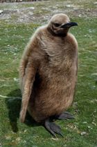 An inquisitive King penguin chick
