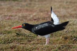 a Magellanic oystercatcher displaying