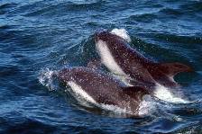 a pair of Peales dolphin play in the bow wave