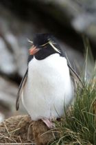 A Rockhopper penguin