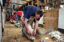 the shearing gang at work