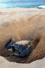 a green turtle covering her nest at dawn