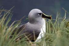 a grey-headed albatross