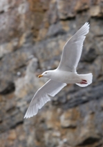 Glaucous Gull flying