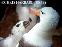 a black-browed albatross chick with parent