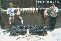 haul of dead birds from one vessel on a single fishing trip